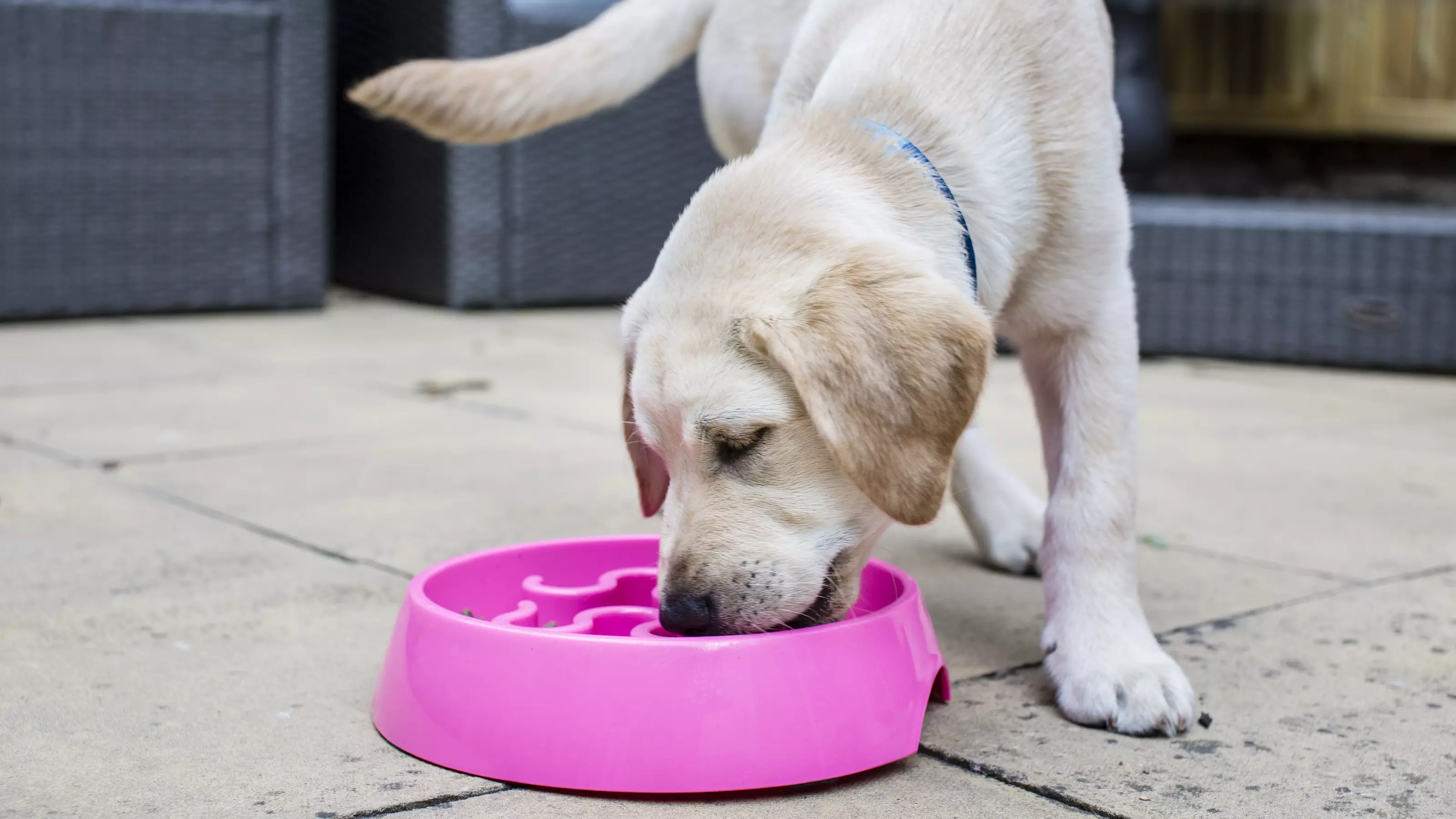 How long should you give your dog puppy food best sale